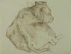 1901-1903 ca. - Bue di schiena